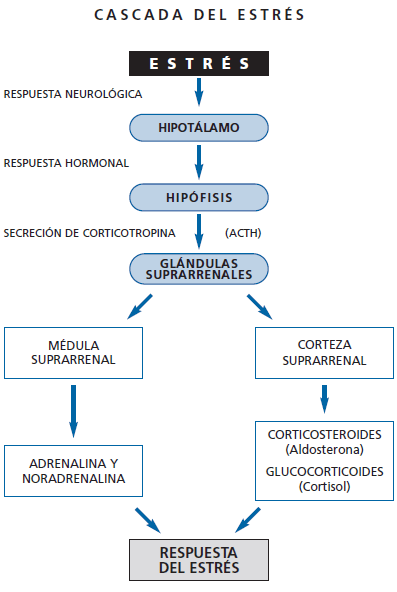 Fisiología estrés Fisiología estrés